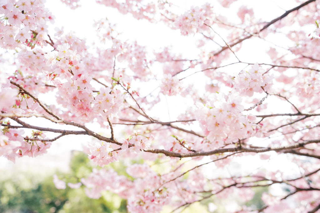 Shinjuku Gyoen Cherry blossom