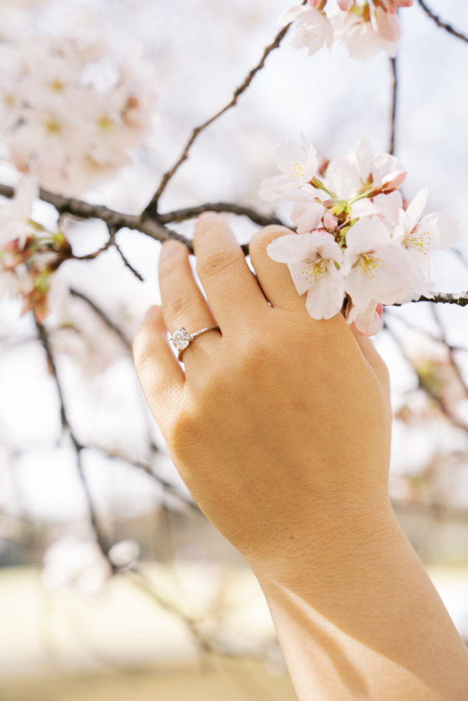 Shinjuku Gyoen cherry blossoms ring shot
