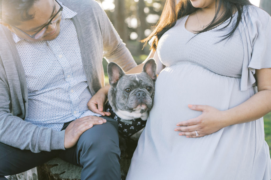 french bull dog lands end maternity