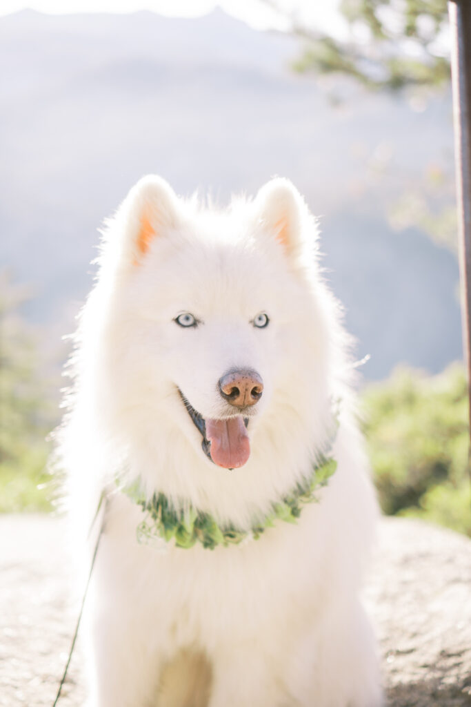 Close-up of dog looking into the camera